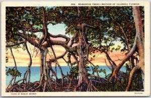 Mangrove Trees Mother Of Islands Florida (Rhisophora) Long Slender Stem Postcard