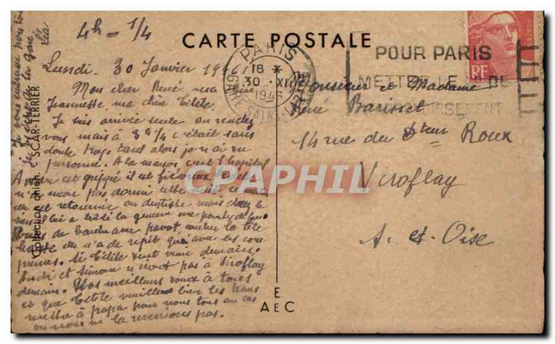 Fancy Old Postcard Dogs Dogs Dog