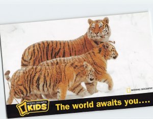 Postcard Siberian Tigers Siberia Russia National Geographic Kids