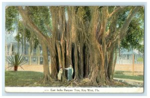 c1910 East India Giant Banyan Tree Key West Florida FL Posted Antique Postcard 