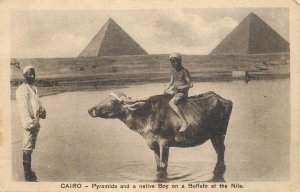 Egypt Cairo Pyramids and a native Boy on a Buffalo at the Nile old postcard