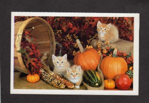 NY Cats Kittens Pumpkins Basket Animal League Port Washington New York Postcard