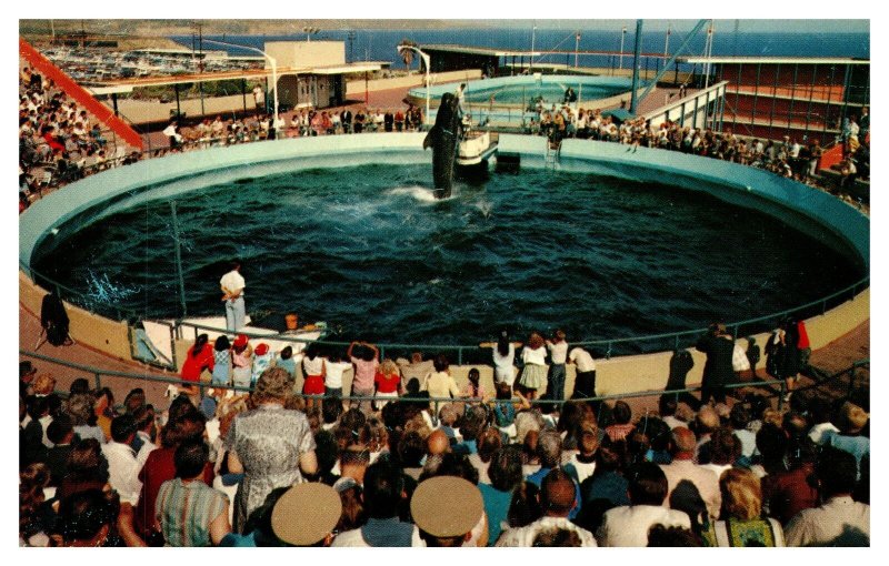 Postcard CA Palos Verdes Marineland Pacific Whale Show Time Bimbo