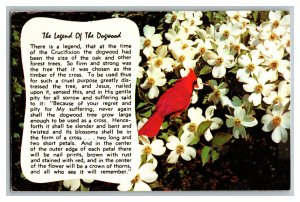 1978 The Legend Of The Dogwood Cardinal Bird Vintage Standard View Postcard