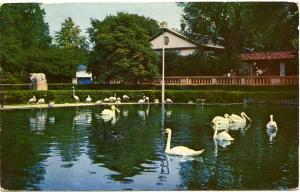 Swans Pelicans Flamingos Formal Pool at Brookfield Zoo Near Chicago IL Illinois