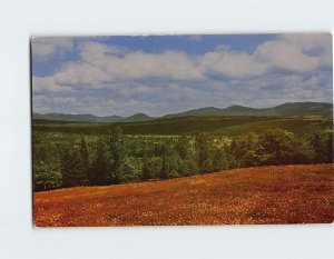 Postcard A summer afternoon, Rangeley, Maine