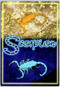 Postcard - Bark Scorpion, Sonoran Desert