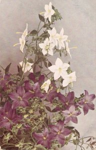 Flowers. Campanula Fragilis Nice old vintage German  postcard