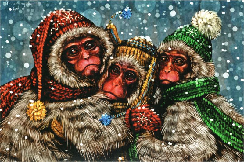 Three monkeys in caps in winter Together warmer Funny Russian Modern Postcard