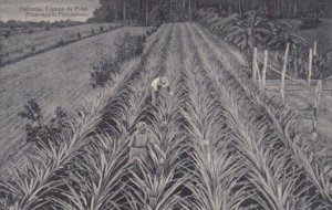 Cuba Typical Pineapple Plantation