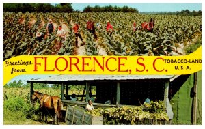 South Carolina  Harvesting Tobacco  GREETINGS