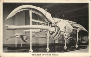 Skeleton of Right Whale Chicago Field Museum Postcard