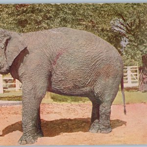 c1910s Chicago, IL Lincoln Park Elephant Unposted Litho Photo Postcard Zoo A189