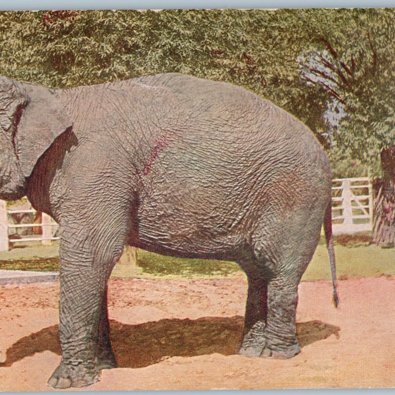 c1910s Chicago, IL Lincoln Park Elephant Unposted Litho Photo Postcard Zoo A189