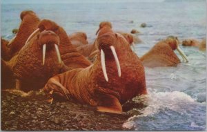 Animal~Walruses On Rocks In Alaska~Vintage Postcard 