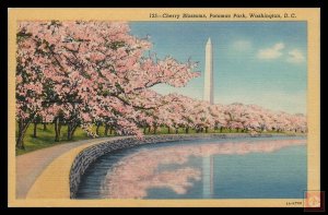 Cherry Blossoms, Potomac Park, Washington, D.C.