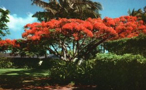 Vintage Postcard Flame Tree Brilliant Blossoms Royal Poinciana Home Hawaii HI