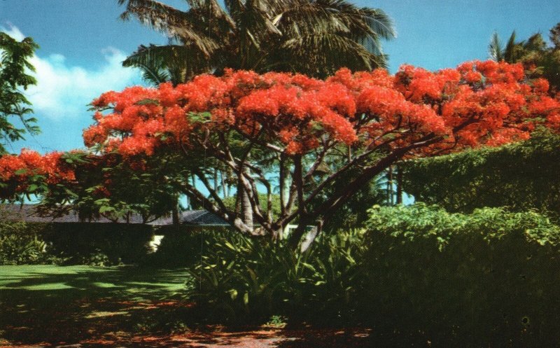 Vintage Postcard Flame Tree Brilliant Blossoms Royal Poinciana Home Hawaii HI