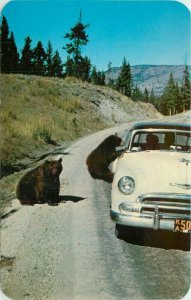 Bear Cubs Yellowstone Park Wyoming Sanborn #4087 Postcard Dexter 20-11233