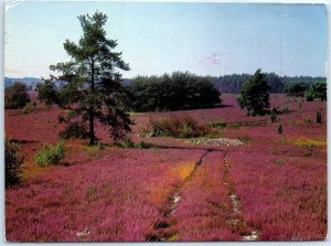 M-86264 Lüneburg Heath Germany