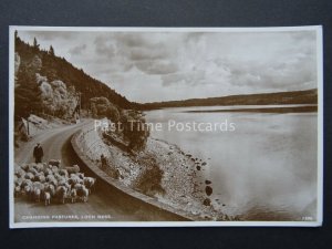 Scotland LOCH NESS Sheep Changing Pastures - Old RP Postcard by J.B. White