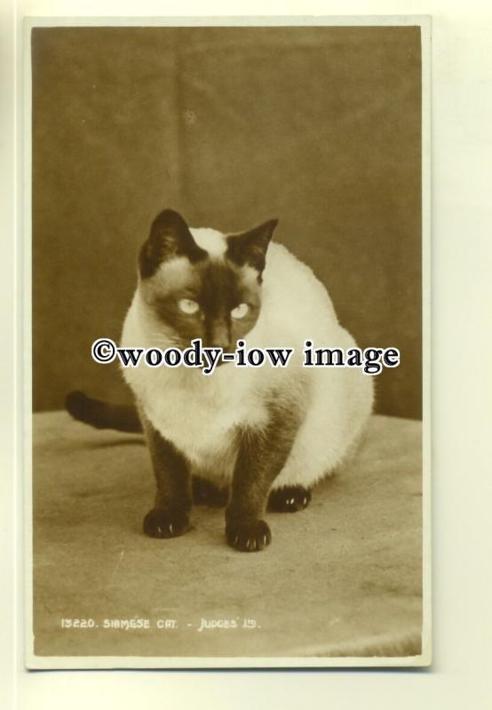 an0148 - B/W of a Siamese Seal Point Cat c1951, No13220 - Postcard - Judges' Ltd