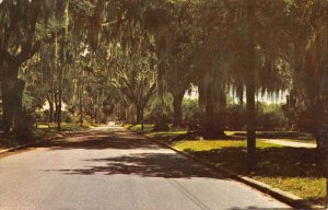 Crescent City Florida South Prospect Street Vintage Postcard AA17592