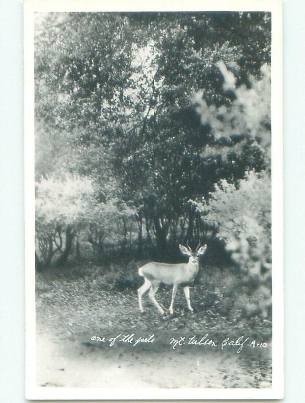 Pre-1950 rppc DEER Mount Wilson - Altadena & Pasadena & Los Angeles CA W0719