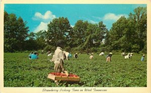 Farm Agriculture Fresh Strawberries Tennessee Teich Thompson's Postcard 20-2730