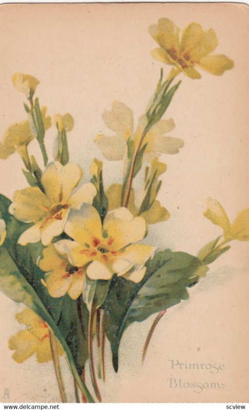 Primrose Blossoms, 1901-07; TUCK 4094