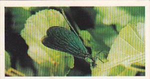 Brooke Bond Vintage Trade Card Woodland Wildlife 1980 No 20 Damsel Fly