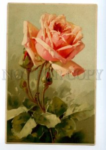 497566 Catherine KLEIN Charming PINK ROSES Vintage postcard Meissner #1671