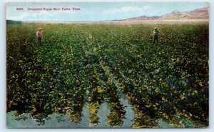 UTAH ~ Farming ~ Irrigated SUGAR BEET FARM c1910s Postcard