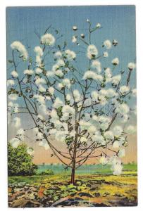 1941 Black Americana Postcard Cotton Stalk Loaded With Cotton (MM143)