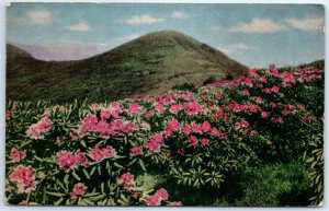 Postcard - Rhododendron in the Blue Ridge Mountains of Virginia