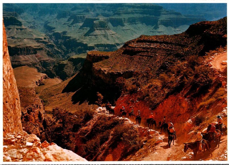 Arizona Grand Canyon National Park Daily Mule Train Descending To The Canyon ...