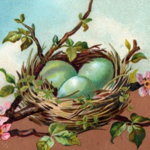 Cartões comerciais vitorianos da década de 1880 coloridos pássaros ovos ninhos lote de 4 F183-