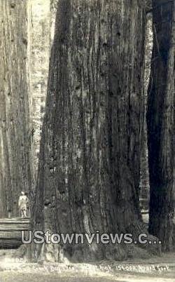 Bull Creek Big Tree - MIsc, California CA  