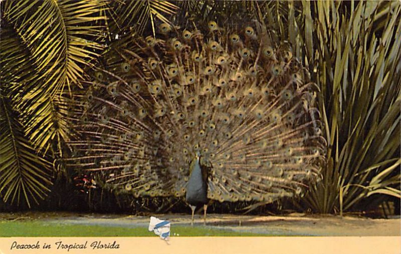 Peacock  Birds FL