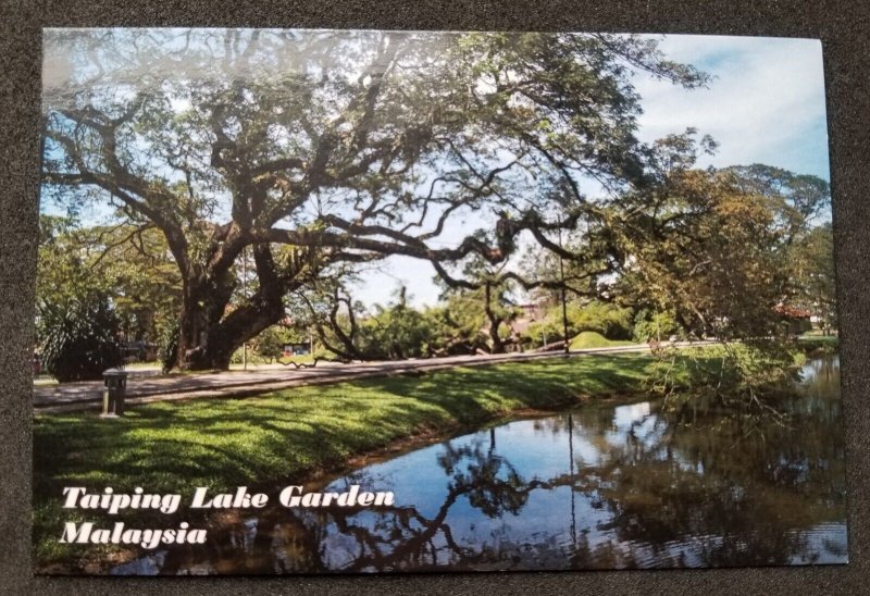 [AG] P95 Malaysia Perak Taiping Lake Garden Tourism Tree Scenery (postcard) *New