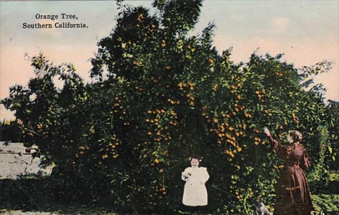 California Orange Tree In Southern California