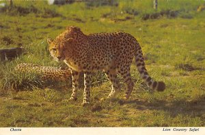 Cheeta, Lion Country Safari California, USA Unused 