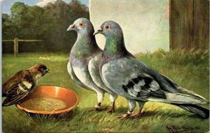 1900s Two Pigeons with Little Brown Songbird Postcard
