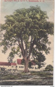 SOMERSWORTH , New Hampshire , 00-10s ; Largest Elm in the U.S.