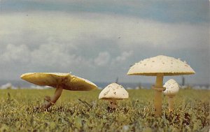 Mushrooms Food Product Unused 