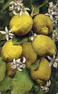 Lemons Misc CA 1909