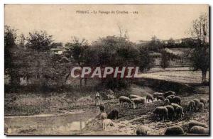 Pibrac - the Passage of Courbet - sheep - sheep - Old Postcard