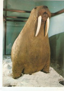 Animals.Walrus, Hudson Baqy. CanadaModern Englishn  Photo postcard