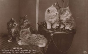Kittens Cats Waiting For The Milkman Real Photo Dry Throat Postcard