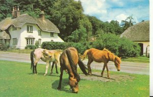 Hampshire Postcard - New Forest Ponies - Ref TZ7676